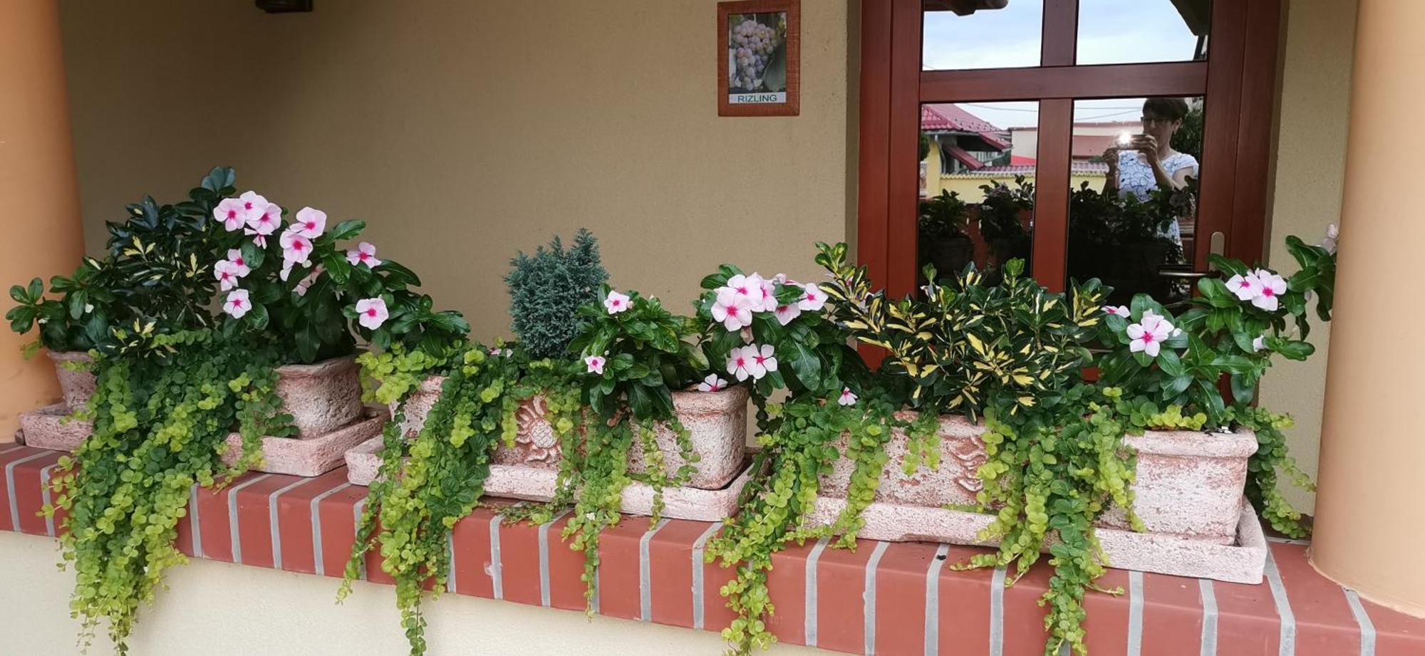 Vitis Vendeghaz Hotel Becsehely Exterior photo